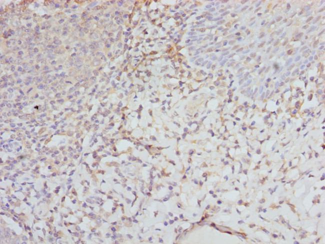 eIF2 gamma Antibody in Immunohistochemistry (Paraffin) (IHC (P))