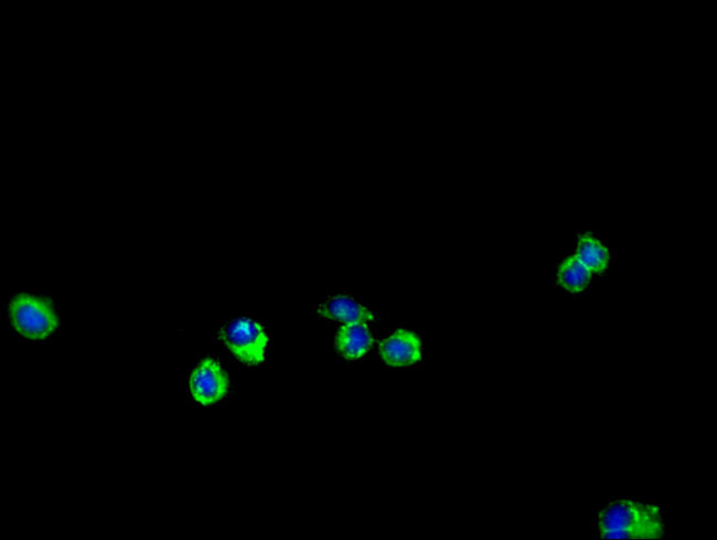 ENTPD7 Antibody in Immunocytochemistry (ICC/IF)