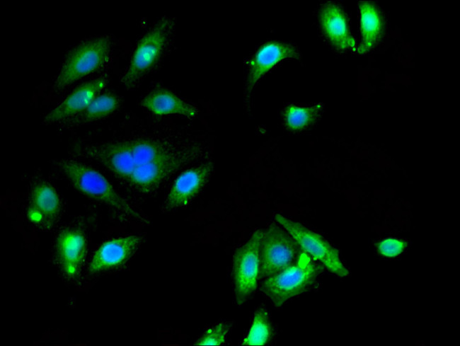ETNK1 Antibody in Immunocytochemistry (ICC/IF)