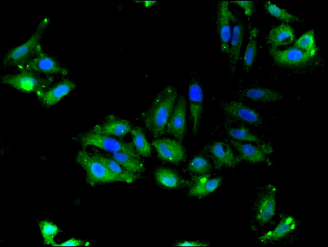 FAM92A1 Antibody in Immunocytochemistry (ICC/IF)