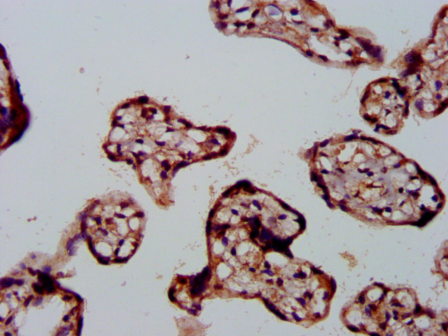 Fibulin 2 Antibody in Immunohistochemistry (Paraffin) (IHC (P))