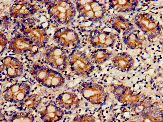 FCHSD2 Antibody in Immunohistochemistry (Paraffin) (IHC (P))