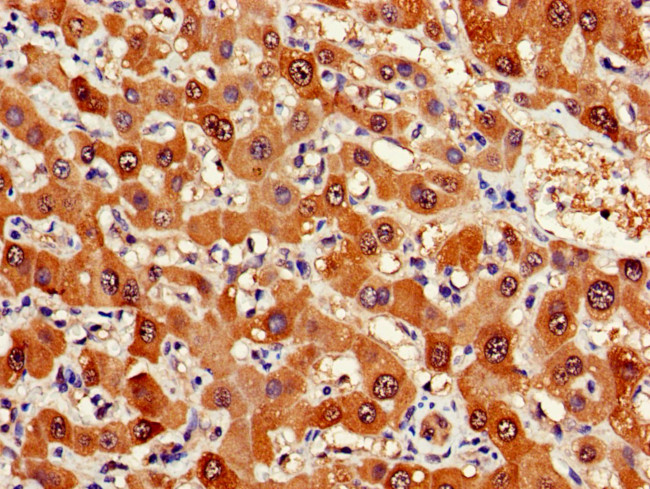 FDPS Antibody in Immunohistochemistry (Paraffin) (IHC (P))
