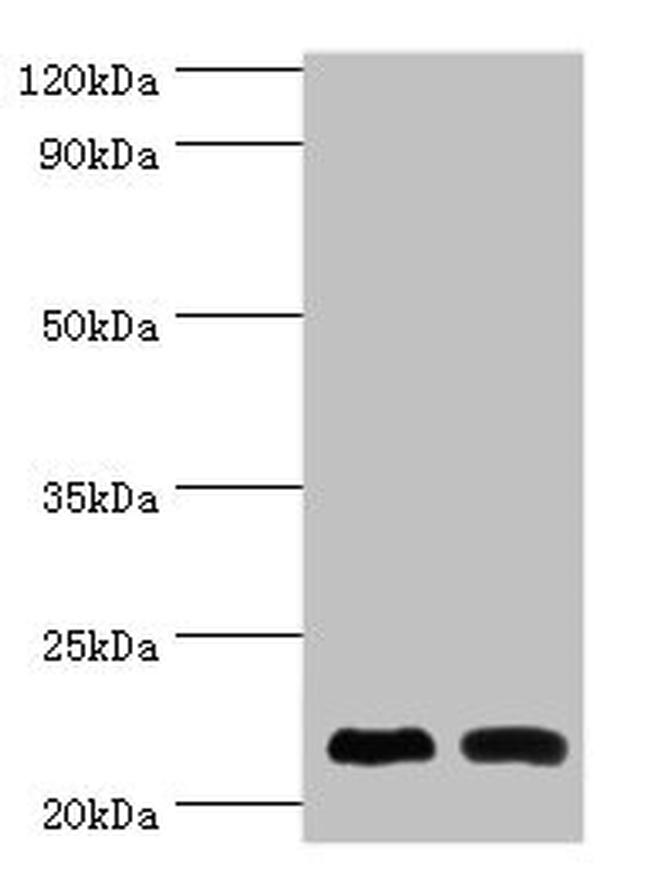 NCS1 Antibody in Western Blot (WB)