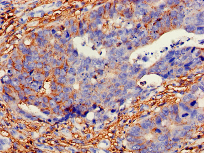 GH2 Antibody in Immunohistochemistry (Paraffin) (IHC (P))
