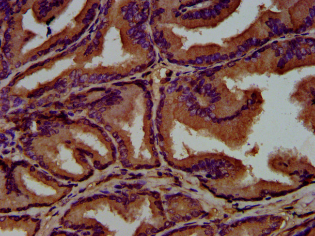 GNAL Antibody in Immunohistochemistry (Paraffin) (IHC (P))