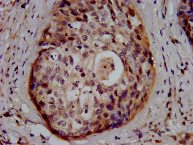 GSS Antibody in Immunohistochemistry (Paraffin) (IHC (P))