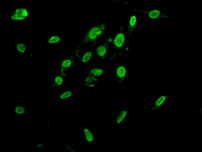 hnRNP AB Antibody in Immunocytochemistry (ICC/IF)