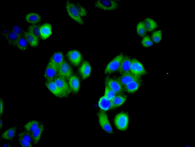 IFITM2 Antibody in Immunocytochemistry (ICC/IF)