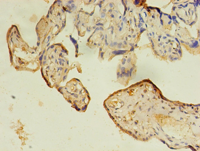 IFRD2 Antibody in Immunohistochemistry (Paraffin) (IHC (P))