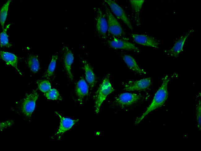 Importin 13 Antibody in Immunocytochemistry (ICC/IF)