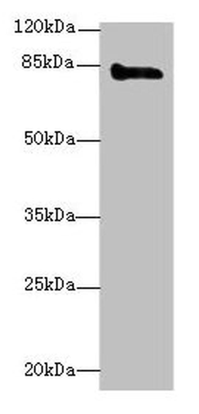 KELL Antibody (PA597891)