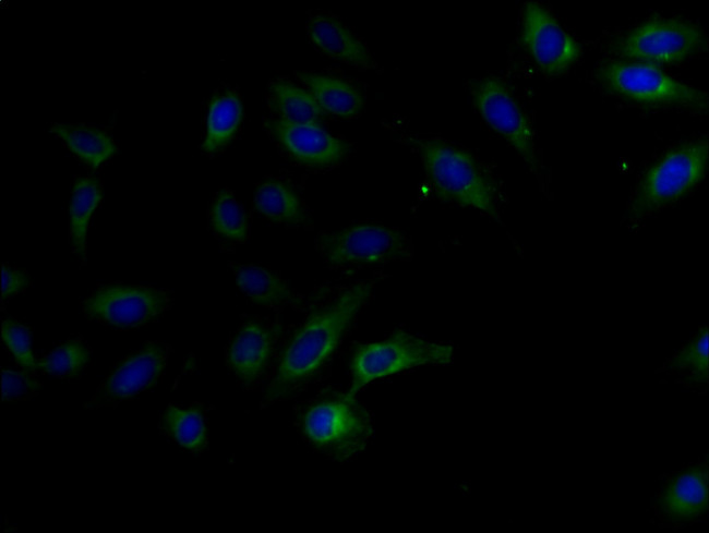 FAM234B Antibody in Immunocytochemistry (ICC/IF)