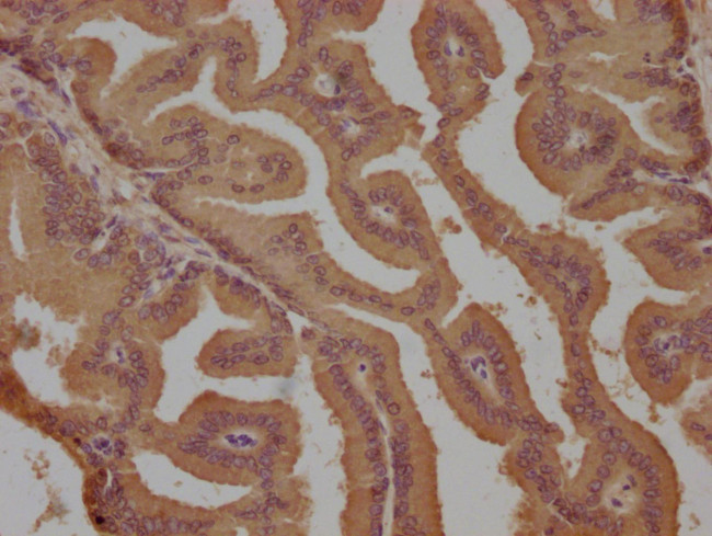 EDG4 Antibody in Immunohistochemistry (Paraffin) (IHC (P))