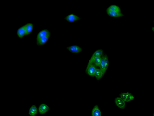 LUZP2 Antibody in Immunocytochemistry (ICC/IF)