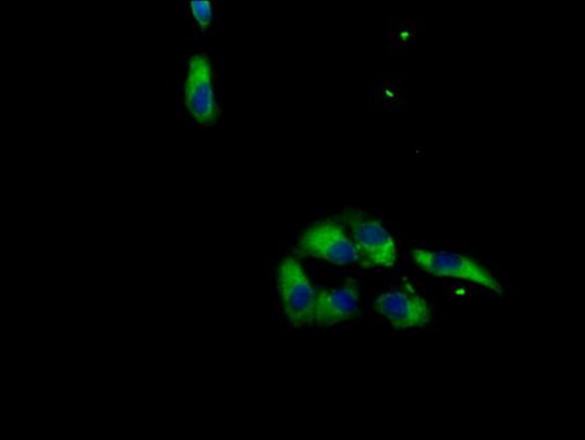 MAS1L Antibody in Immunocytochemistry (ICC/IF)