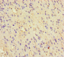 MCRS1 Antibody in Immunohistochemistry (Paraffin) (IHC (P))