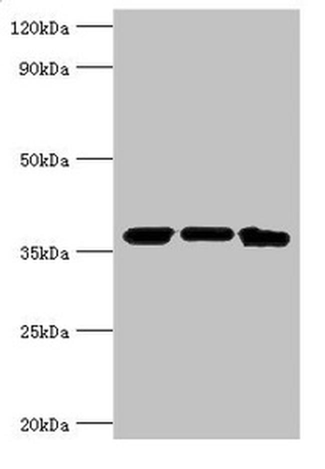 MDH2 Antibody in Western Blot (WB)