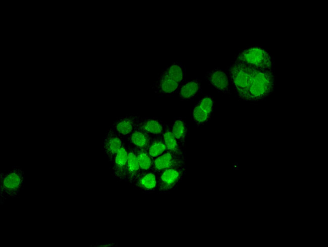 MGST3 Antibody in Immunocytochemistry (ICC/IF)