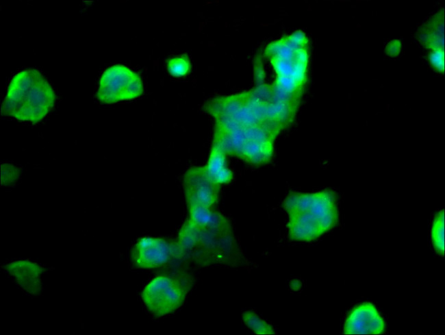 MOBP Antibody in Immunocytochemistry (ICC/IF)