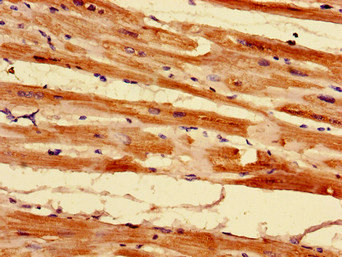 MRPL55 Antibody in Immunohistochemistry (Paraffin) (IHC (P))