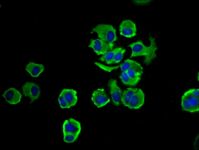 NOMO1 Antibody in Immunocytochemistry (ICC/IF)