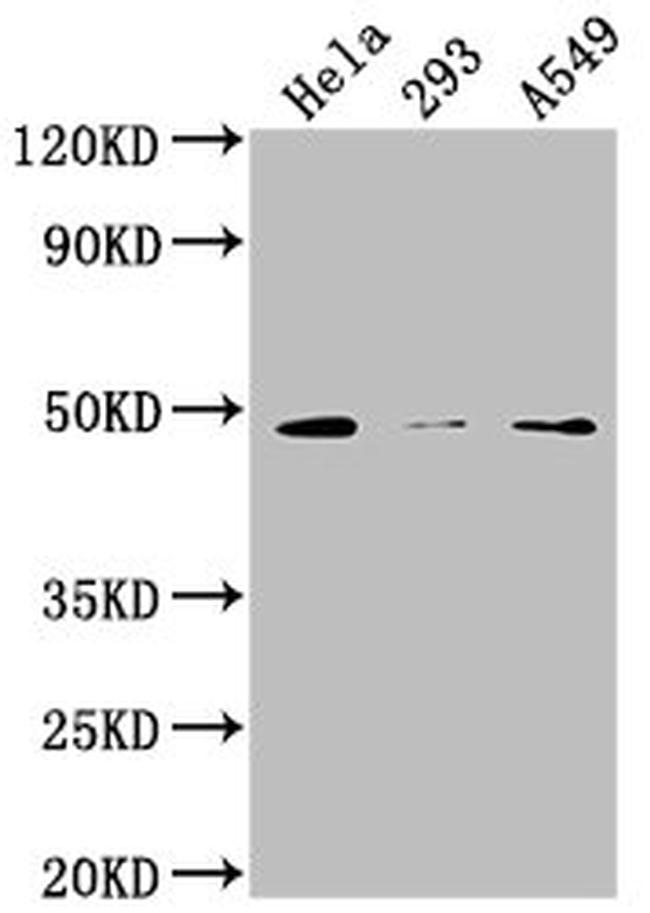 NXN Antibody in Western Blot (WB)