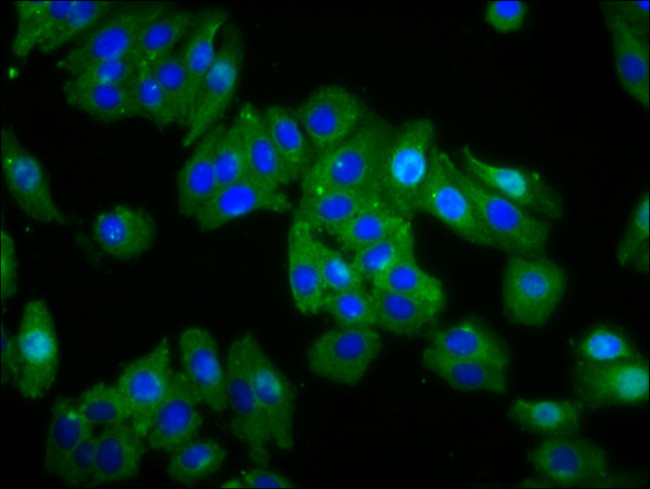 Opsin Green Antibody in Immunocytochemistry (ICC/IF)