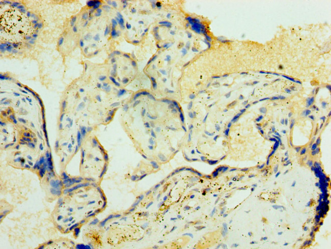 ORC4 Antibody in Immunohistochemistry (Paraffin) (IHC (P))