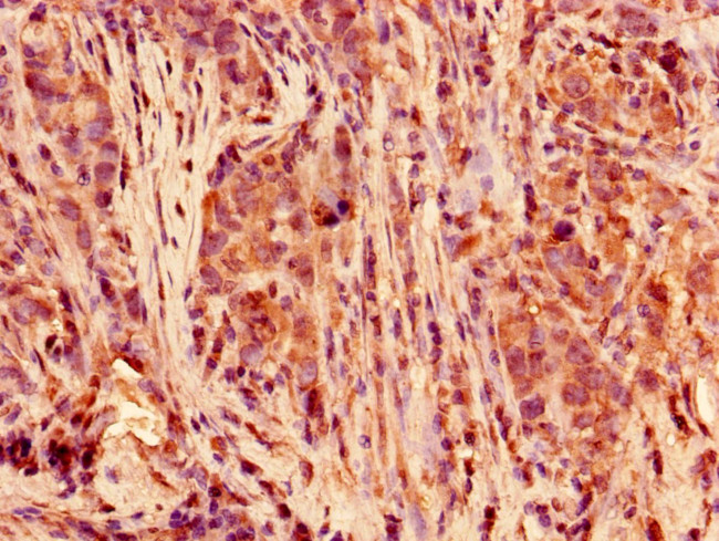 POLR2C Antibody in Immunohistochemistry (Paraffin) (IHC (P))