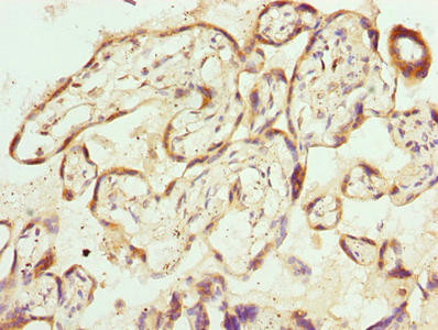 PPEF1 Antibody in Immunohistochemistry (Paraffin) (IHC (P))