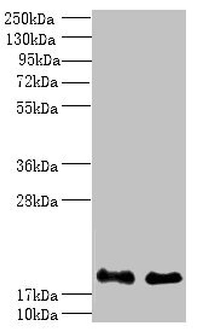 Calcineurin B Antibody in Western Blot (WB)