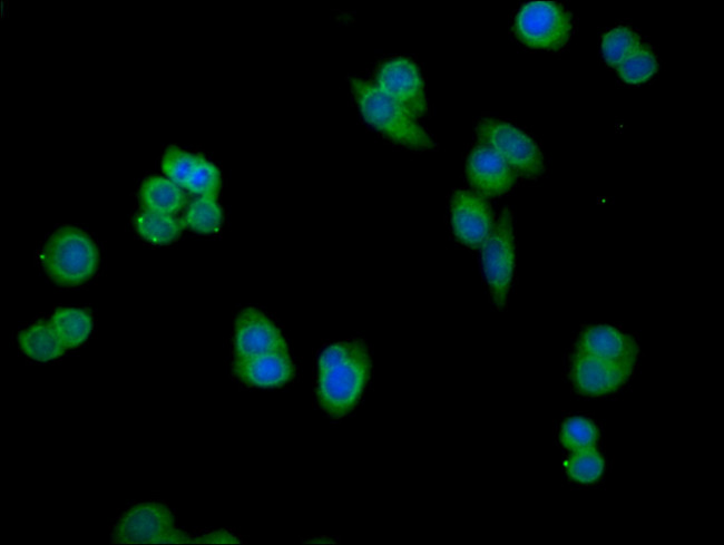 PSMG1 Antibody in Immunocytochemistry (ICC/IF)