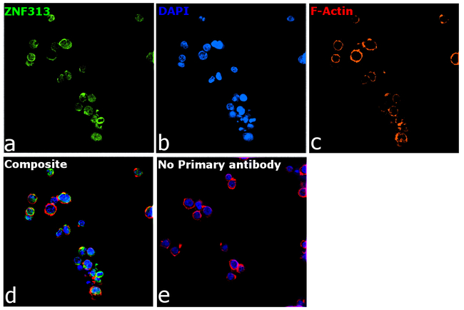 ZNF313 Antibody in Immunocytochemistry (ICC/IF)