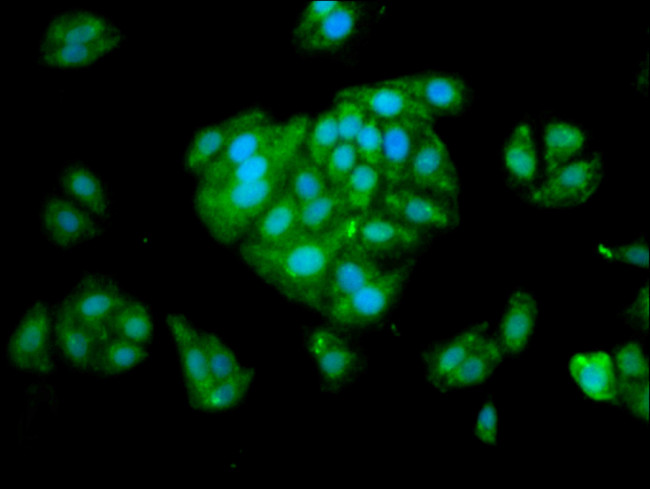 SERPINA6 Antibody in Immunocytochemistry (ICC/IF)