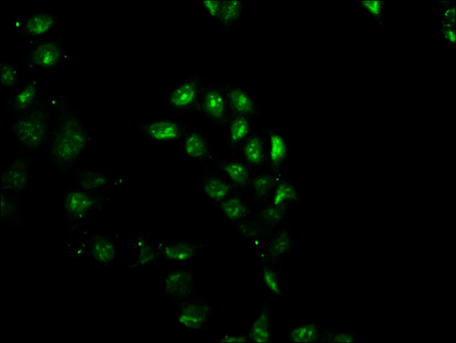 Gemin 2 Antibody in Immunocytochemistry (ICC/IF)