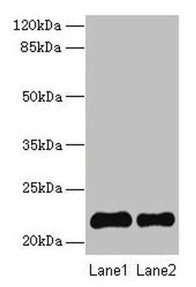 SIRP delta Antibody in Western Blot (WB)