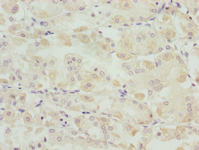 SNAP29 Antibody in Immunohistochemistry (Paraffin) (IHC (P))