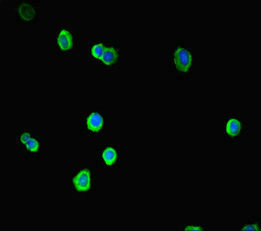SOX14 Antibody in Immunocytochemistry (ICC/IF)