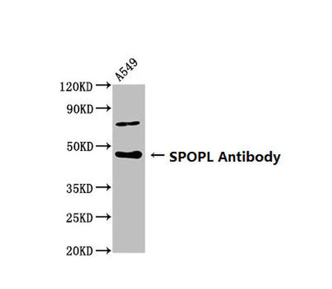 SPOPL Antibody in Western Blot (WB)