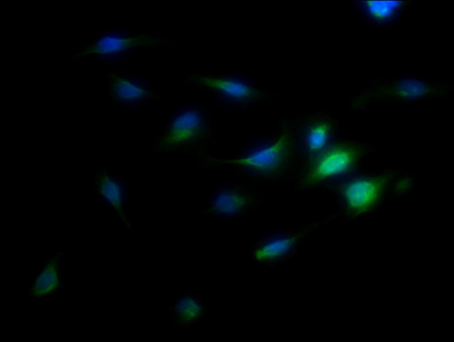 TMEM192 Antibody in Immunocytochemistry (ICC/IF)