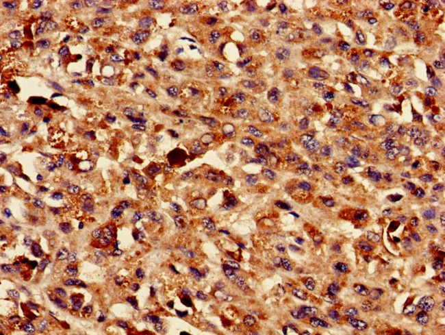 TMEM43 Antibody in Immunohistochemistry (Paraffin) (IHC (P))