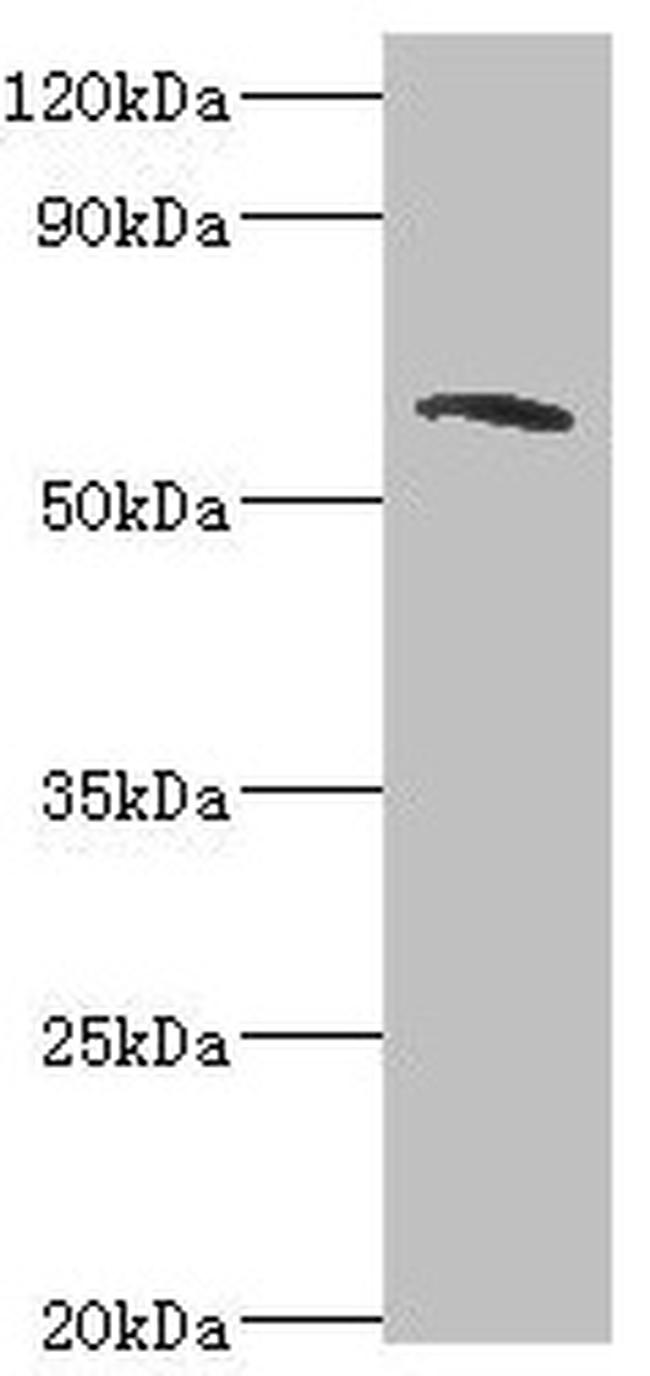 TOM70 Antibody in Western Blot (WB)