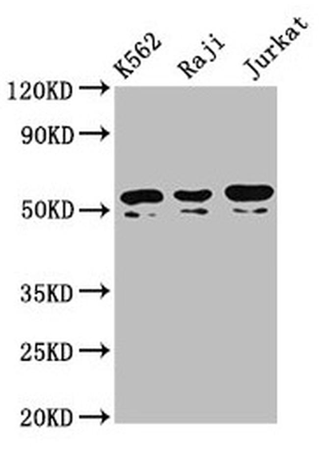 TOX2 Antibody in Western Blot (WB)