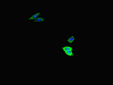 USP2 Antibody in Immunocytochemistry (ICC/IF)