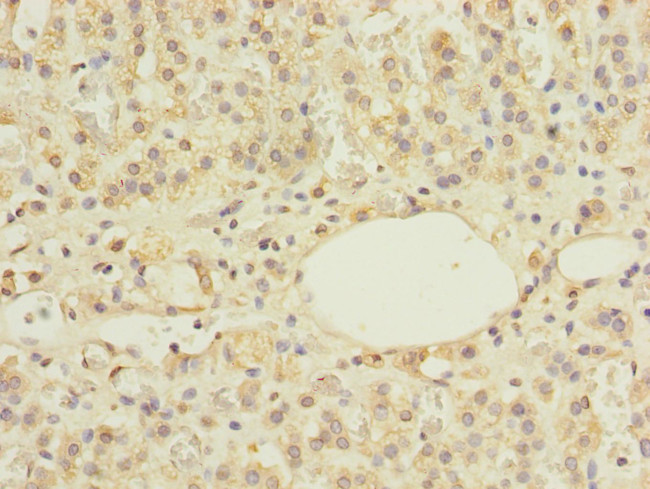 ZNF297B Antibody in Immunohistochemistry (Paraffin) (IHC (P))