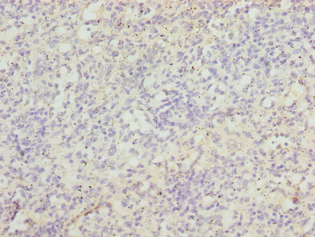 ZBTB48 Antibody in Immunohistochemistry (Paraffin) (IHC (P))