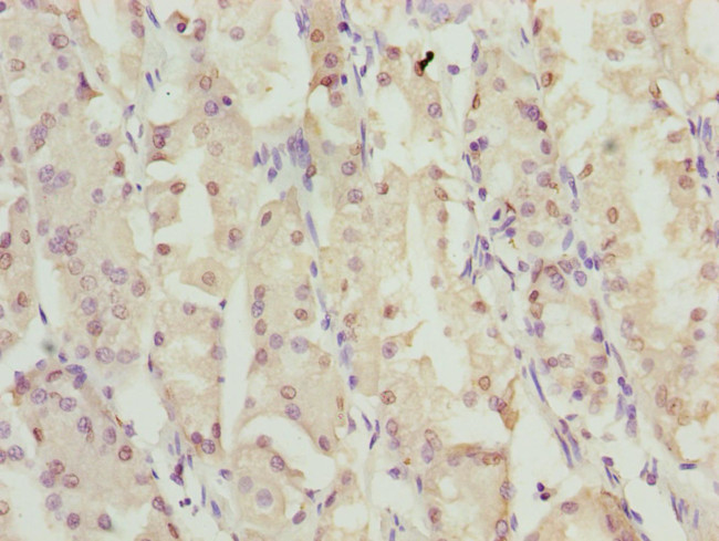 ZNF549 Antibody in Immunohistochemistry (Paraffin) (IHC (P))
