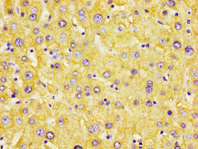 AZGP1 Antibody in Immunohistochemistry (Paraffin) (IHC (P))