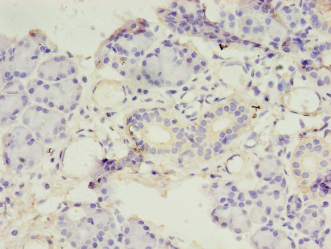 Amylin Antibody in Immunohistochemistry (Paraffin) (IHC (P))
